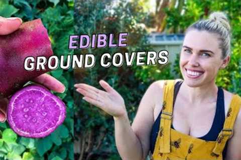 10 Edible Ground Cover Plants for Permaculture Gardening in Australia // Edible Gardening Tips