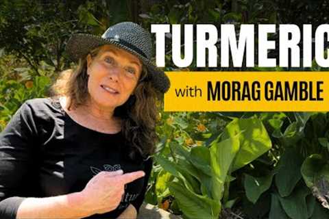 How to Harvest and Use Turmeric Leaves