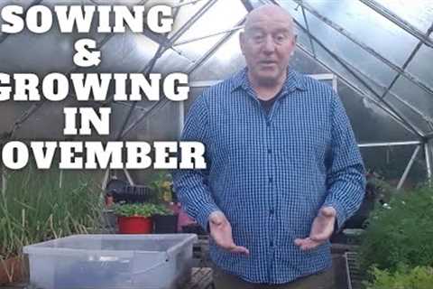 Its Not Over Yet We Still Have Lots To Sow & Grow In November [Gardening Allotment UK]