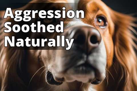 The Ultimate Guide to Finding the Best CBD for Aggressive Dogs