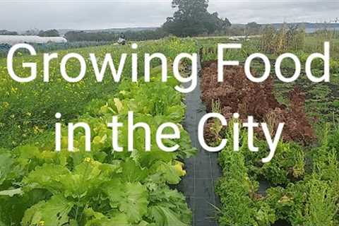 Growing Food in the City