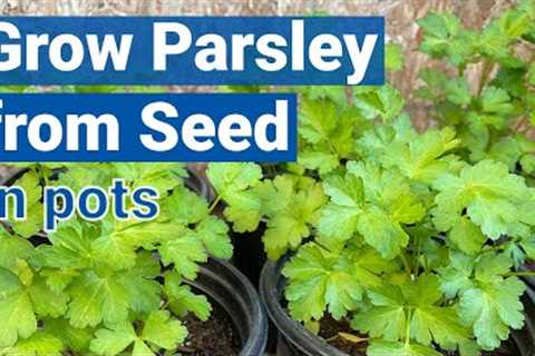 How to Grow Parsley from Seed in Pots🌿🍀