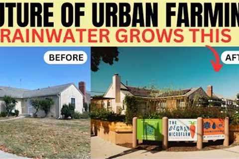 The Future Of Urban Farming: LA MicroFarm Grows Food with Rainwater