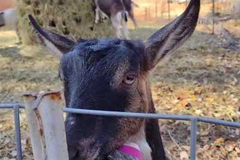 So much going on, our small farm in the woods