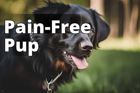 Unleash the Power of CBD Oil for Dog Pain Relief