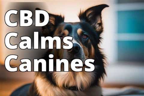 Revolutionize Your Dog’s Health with CBD Oil for Seizures: All You Need to Know