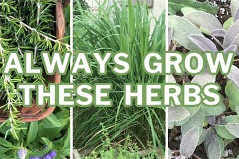 10 Herbs You Should Always Grow: Plus Tips to Help Them Thrive