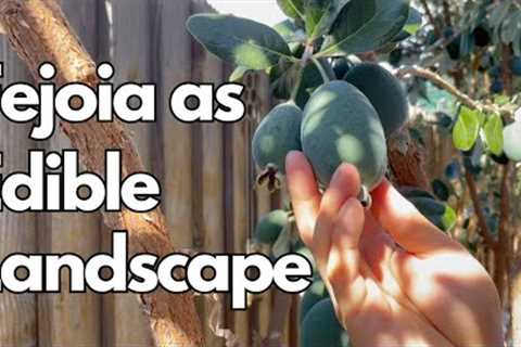 How to Grow Fejoia (Pineapple Guava) as Edible Landscape + Taste Test!
