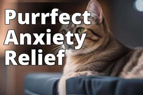 Relieve Your Cat’s Anxiety with CBD Oil: A Comprehensive Guide to Benefits and Best Practices