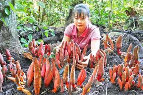 Harvesting Wild Mushroom Goes To Market Sell, Live With Nature || Phương - Free Bushcraft