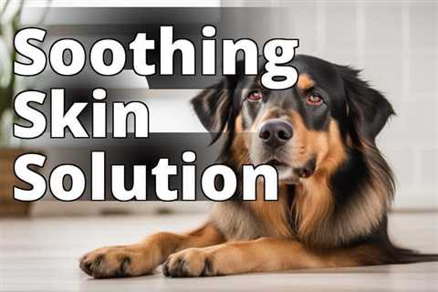 Hot Spots in Dogs? Discover the Amazing Benefits of CBD Oil for Holistic Pet Care