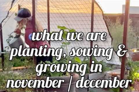 🥬november / december garden - what we’re planting sowing & growing now + TIPs - how to battle..