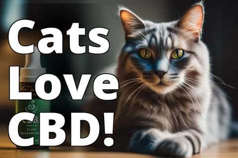 Discover the Surprising Benefits of CBD Oil for Weight Management in Cats