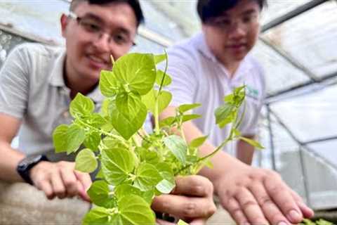 The First Pansitpansitan (Medicinal Plants) Farm: Owned by Young Engineer at Doctor, nasa City Lang