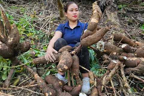 Harvesting Cassava Roots Goes market sell - Cook for pigs - Cooking - Puppy