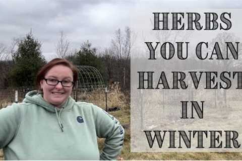 Harvesting Herbs In WINTER || Winter Herbs