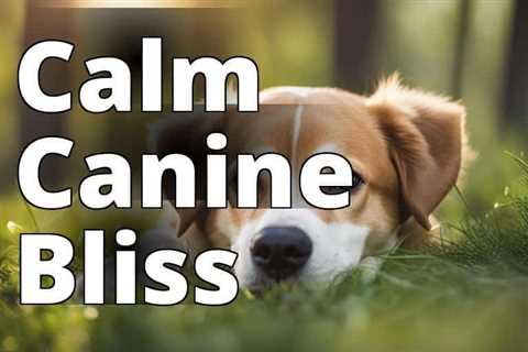 Unleash Calm: How CBD Oil Benefits Dogs with Anxiety Issues