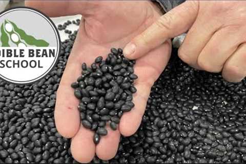 Edible Bean School: Growing and marketing black beans