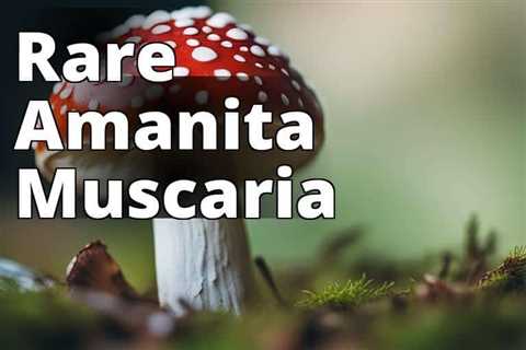 Unlock the Best Amanita Muscaria Vendors: How to Choose Wisely