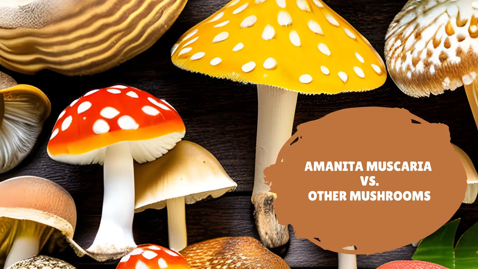 DELTA 8 THC Vs Amanita Mushroom: Which Is Best In 2023?