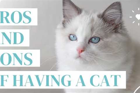 OWNING A CAT 😸 (pros and cons of getting a cat that you NEED to know!)