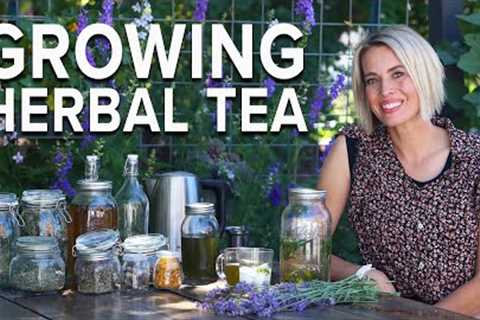 Start an Herbal Tea Garden in Your Yard!