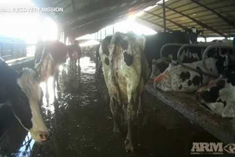 Undercover Videos Show Alleged Abuse at Organic Dairy Farm