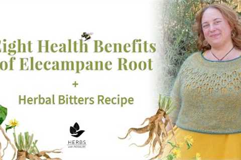 Benefits of Elecampane Root + Elecampane Herbal Bitters Recipe