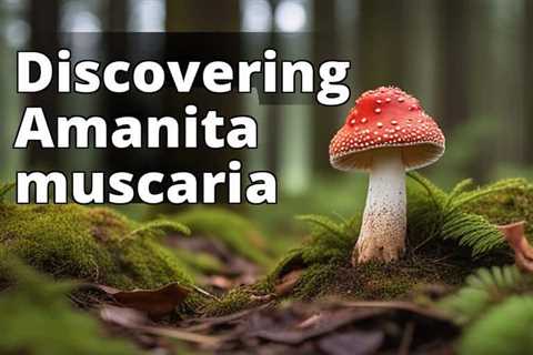 Witness the Beauty of Amanita Muscaria Habitat: A Captivating Exploration of the Fly Agaric..