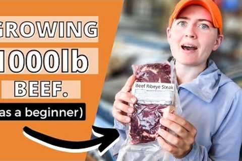 I GREW 1000lb OF BEEF (AS A BEGINNER) // Grass Fed How to raise feeder steers for meat as a beginner