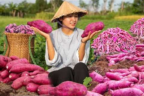 Harvesting Organic Sweet Potato, Fish...Go To The Market Sell | Farm Daily Life: Cooking &..