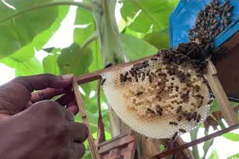 Developing queen bee, handling bees without smoke and without getting stung