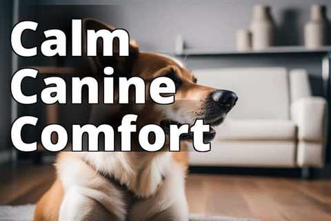 Relieve Dog Anxiety with the Best CBD Products