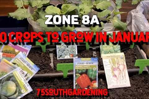 20 Crops to Grow in January | How to start seeds