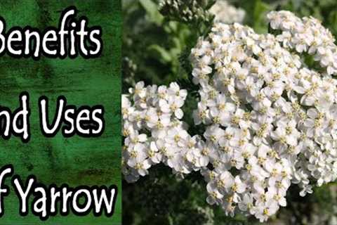 Benefits and Uses of Yarrow (Achillea Millefolium)