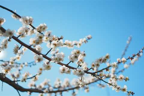 久しぶりに☀️天気も良かったのでお外に散歩に行って来た😇梅の花が綺麗だったので✨パシャってきました📷✨ https://t.co/XLwJpJhURK