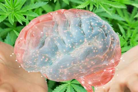 Cannabis Greatly Reduces the Chances of Alzheimer's and Cognitive Decline According to a New Brain..