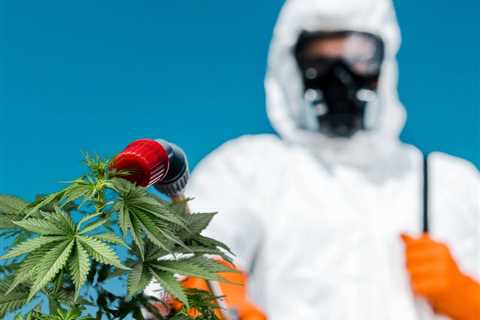 Just Say No to Pesticides on Your Weed - How to Grow Bug-Free Cannabis Plants without Using..