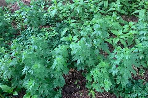 Apparently I’m growing hemp now in my back bed. Anyone know how to handle this?…