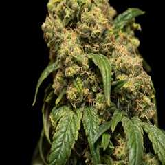 Does sour diesel give you a body high?