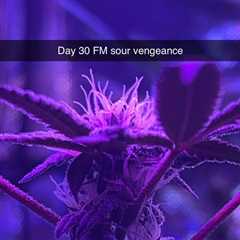 Sour Vengeance day 30 since flip #growyourown #cannabiscommunity #cannabis…