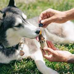 5 Risks of Hemp Oil for Anxious Pets