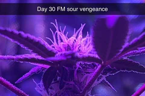 Sour Vengeance day 30 since flip #growyourown #cannabiscommunity #cannabis…