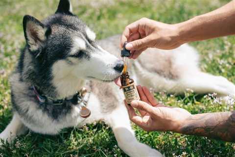 5 Risks of Hemp Oil for Anxious Pets