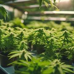 Trustworthy Marijuana Seed Banks for Home Growers