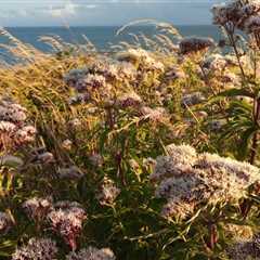 Hemp Agrimony growing on south Gower coastal path between Bracelet and Langland…