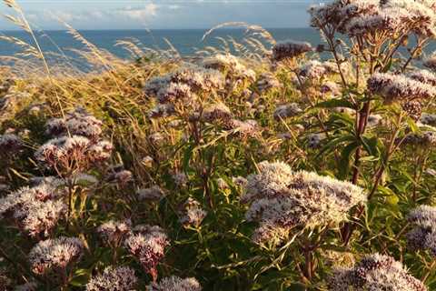 Hemp Agrimony growing on south Gower coastal path between Bracelet and Langland…