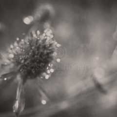 The Pause Between III - Nature’s Whisper in Monochrome