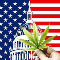 Profits over People - The US Cannabis Industry is All About Making Money and Not Public Health Says ..