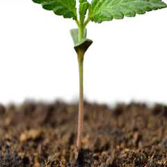 All About Cannabis Seeds: A Comprehensive Guide to Germination